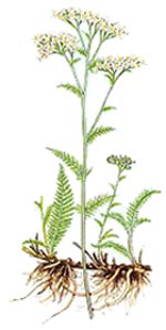 Achillea millefolium