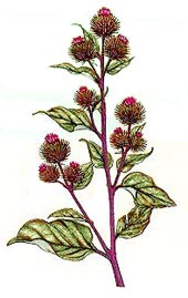 Arctium lappa