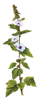 Althaea officinalis