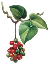 tinospora