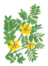 tribulus