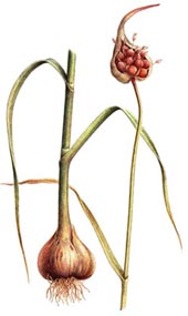 Allium sativum