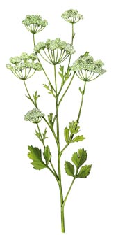 Pimpinella anisum