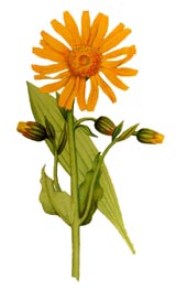 Arnica  montana