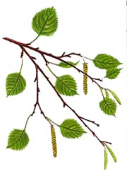 Betula pendula