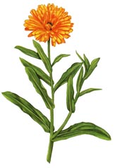 Calendula officinalis