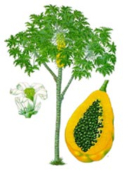 Carica papaya