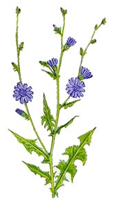 Cichorium intybus