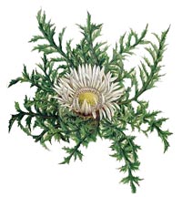 Carlina acaulis