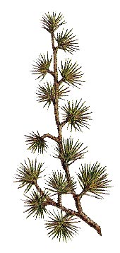 Cedrus libani