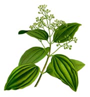 Cinnamomum zeylanicum