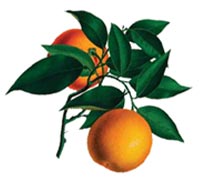 Citrus sinensis