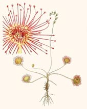 Drosera rotundifolia