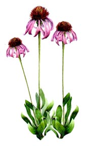 Echinacea angustifolia