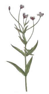 Epilobium parviflorum