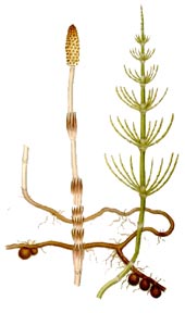 Equisetum arvense