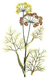 Foeniculum vulgare