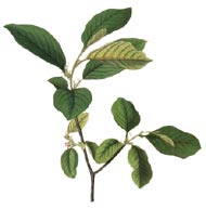 Frangula alnus