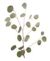 Eucalyptus globulus