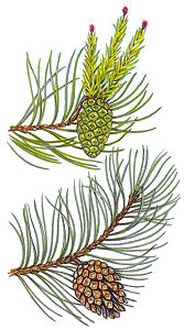 Pinus silvestris