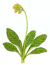 Primula veris