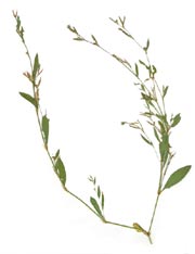 Polygonum aviculare