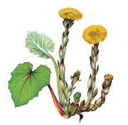 Tussilago farfara