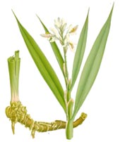 Alpinia officinarum