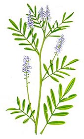 Galega officinalis