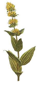 Gentiana lutea