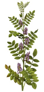 Glycyrrhiza glabra