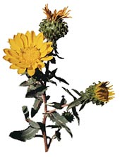 Grindelia robusta