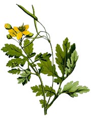 Chelidonium majus