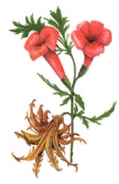 Harpagophytum procumbens