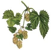 Humulus lupulus