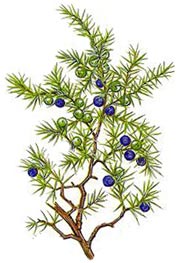 Juniperus communis