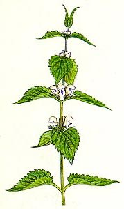 Lamium album