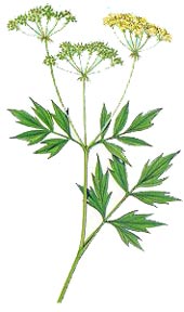 Levisticum officinale