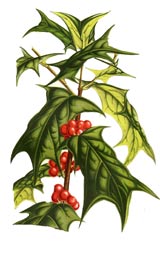 Ilex paraguariensis