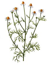 Matricaria recutita