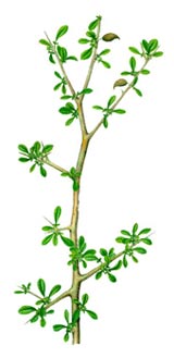 Commiphora molmol