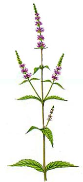 Mentha spicata