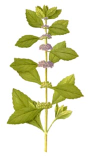 mentha