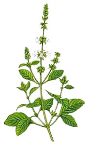 Ocimum basilicum