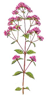 Origanum vulgare