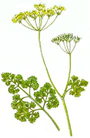 Petroselinum crispum