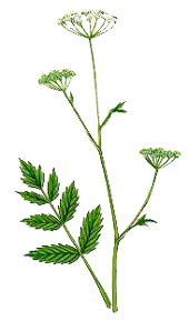  Pimpinella major