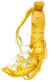 Panax ginseng