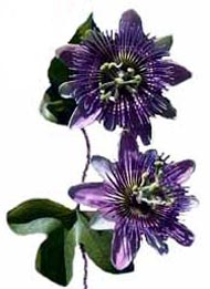 Passiflora incarnata