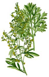 Artemisia  absinthium